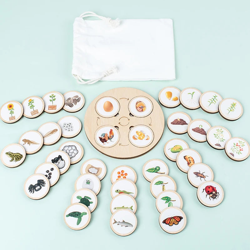 Life Cycle Board Montessori Kit