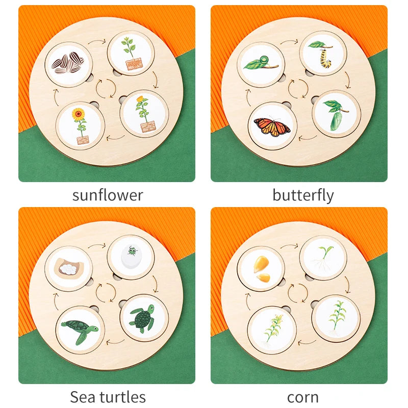 Life Cycle Board Montessori Kit