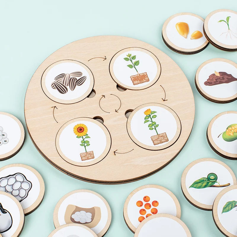 Life Cycle Board Montessori Kit