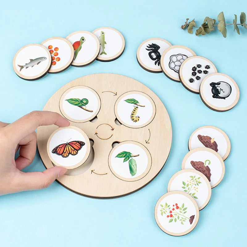 Life Cycle Board Montessori Kit